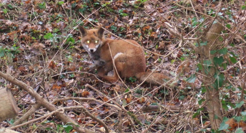 Wildlife at your doorstep,