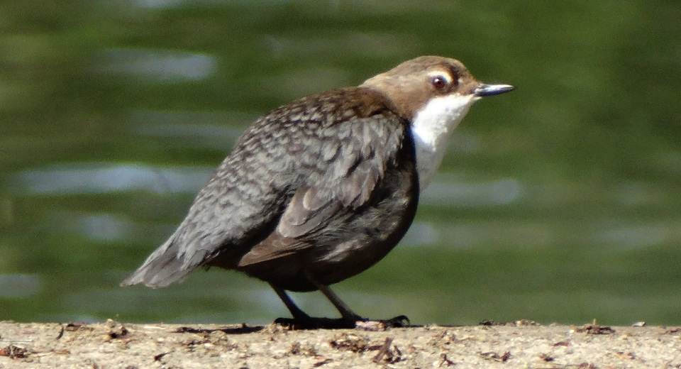 A rare bird: the dipper