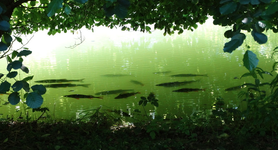 Fish in summer in the mill stream