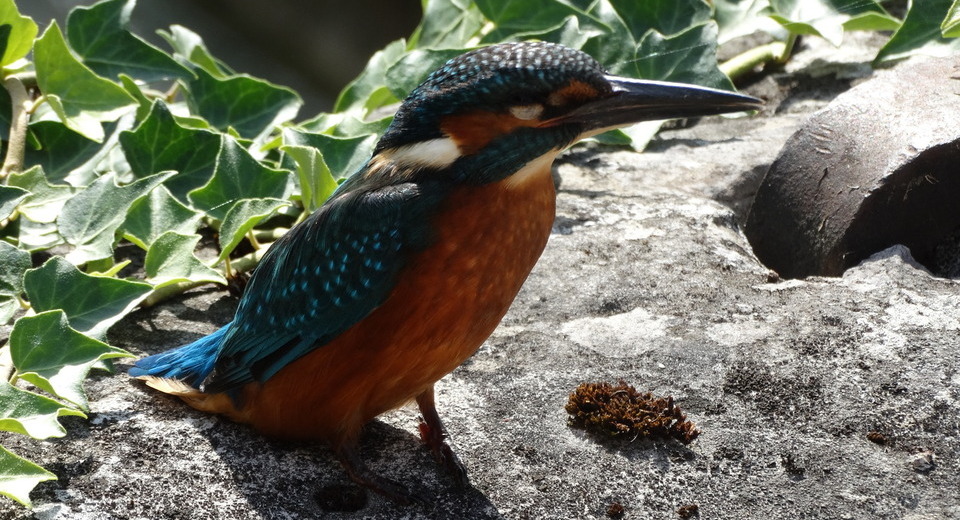 The kingfisher,